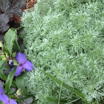 Artemisia schmidtiana - 'Silver Mound' Wormwood