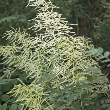 Aruncus dioicus - Goat's Beard