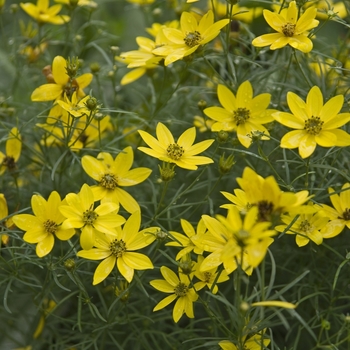 Coreopsis verticillata - 'Zagreb' Tickseed