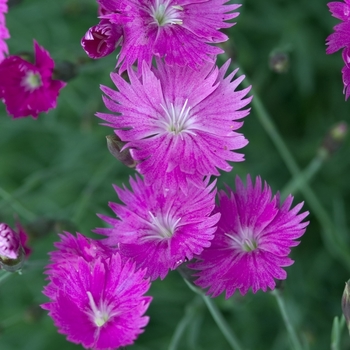 Dianthus gratianopolitanus - 'Firewitch' Pinks-Cheddar