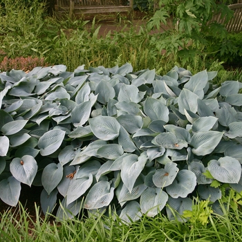 Hosta - 'Halcyon' Hosta, Plantain Lily
