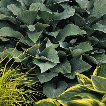 Hosta - 'Krossa Regal' Hosta, Plantain Lily