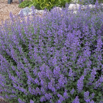 Nepeta racemosa - 'Walker's Low' Catmint