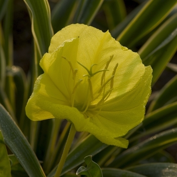 Oenothera missouriensis - Ozark Sundrop