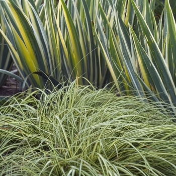 Carex oshimensis - 'Evergold' Sedge