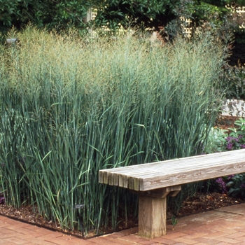 Panicum virgatum - 'Heavy Metal' Switch Grass