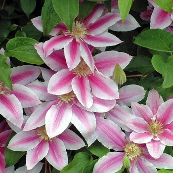 Clematis - 'Doctor Ruppel'