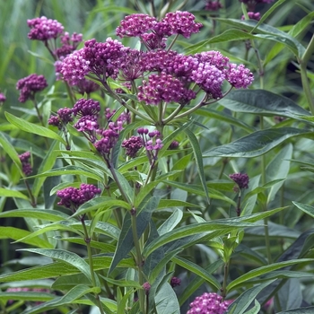 Asclepias incarnata - 'Cinderella' Butterfly Flower