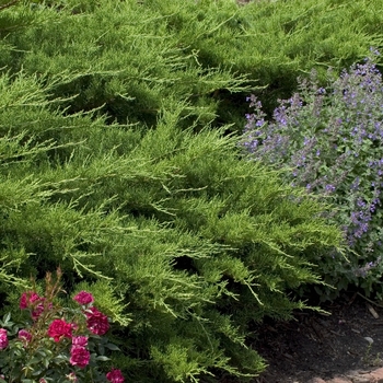 Juniperus chinensis - 'Kallay's Compacta ('Pfitzer Kallay')' Chinese Juniper