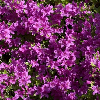 Rhododendron Gable Hybrid - 'Herbert'