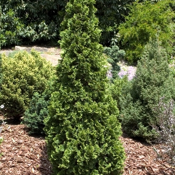 Thuja occidentalis - 'Degroot's Spire' Arborvitae