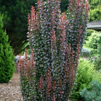 Berberis thunbergii - 'Helmond Pillar' Barberry