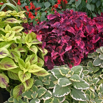 coleus - Assorted Coleus