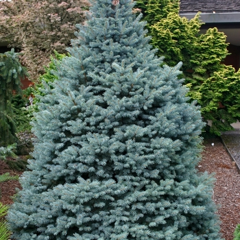 Picea pungens - 'Sester Dwarf®' Blue Spruce