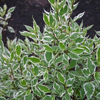 Cornus alba - 'Ivory Halo®' Dogwood