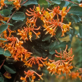 Lonicera - 'Mandarin' Honeysuckle Vine