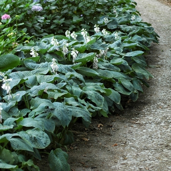 Hosta sieboldiana - 'Elegans' Hosta, Plantain Lily