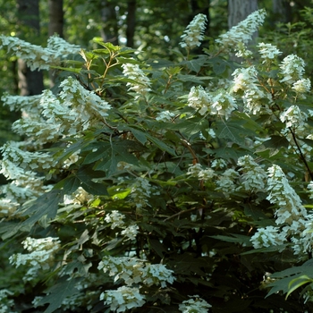 Hydrangea quercifolia - 'Alice' Oakleaf Hydrangea