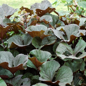 Ligularia dentata - 'Othello' Big Leaf Ligularia