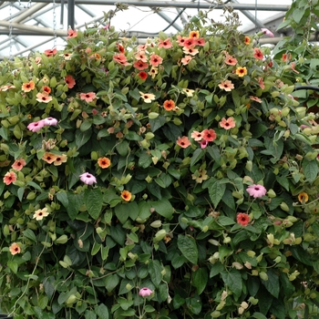 Thunbergia alata - Black-eyed Susan Vine