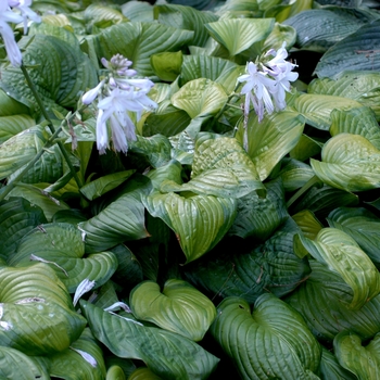 Hosta - 'Guacamole' Hosta, Plantain Lily