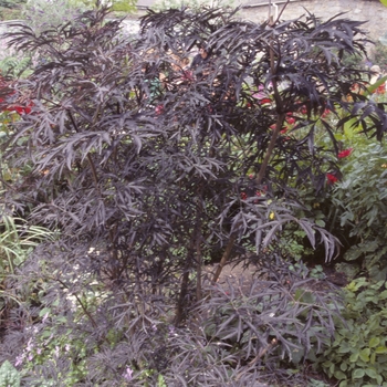 Sambucus nigra - ''Black Lace®'' Elderberry