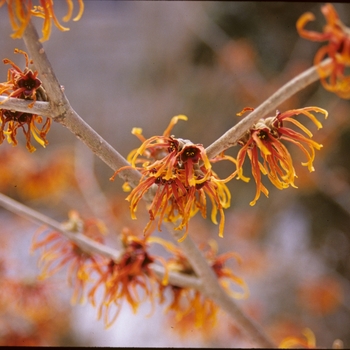 Hamamelis x intermedia - 'Jelena' Jelena Witchhazel