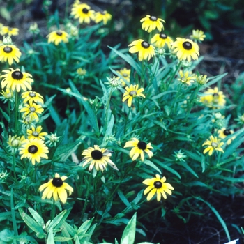 Rudbeckia fulgida var. speciosa - 'Viette's Little Suzy' Black-eyed Susan