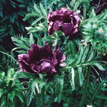 Papaver orientale - 'Patty's Plum' Oriental Poppy