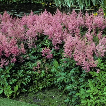 Astilbe japonica - 'Rheinland'