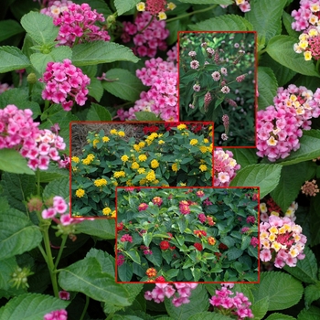 Lantana - Assorted Lantana