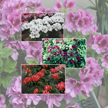 Geranium - 'Multiple Varieties'