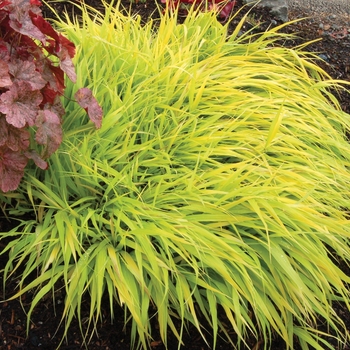 Hakonechloa macra - 'All Gold' Japanese Forest Grass