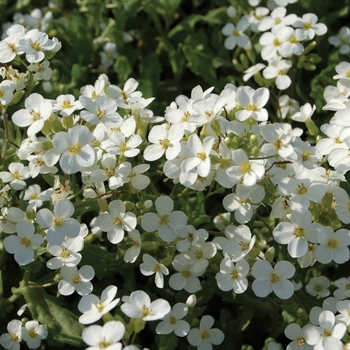 Arabis caucasica - 'Snowcap' Rock Cress