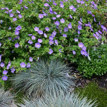 Geranium - 'Rozanne' Cranesbill