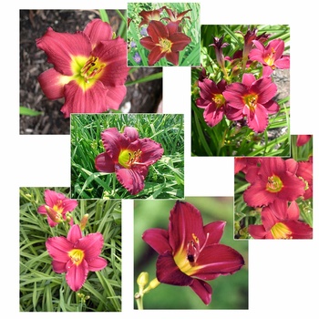 Hemerocallis - 'Pardon Me' Daylily