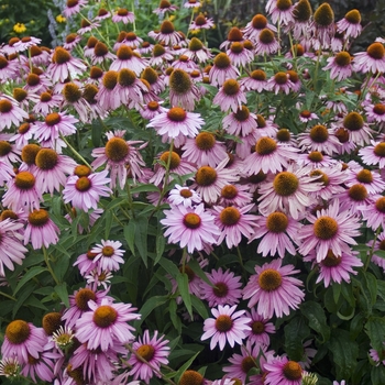 Echinacea purpurea - 'Magnus' Coneflower