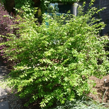 Euonymus alatus - 'Little Moses™' Dwarf Burning Bush