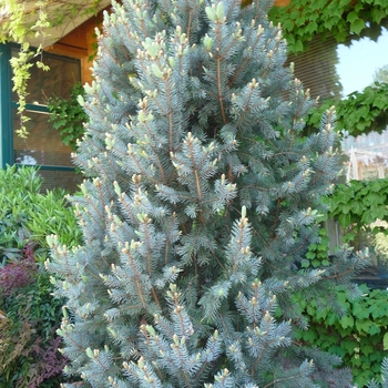 Picea pungens - 'Iseli Fastigiate' Columnar Blue Spruce