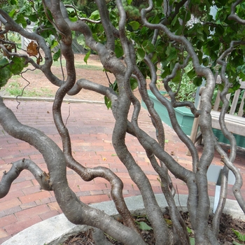 Corylus avellana - 'Contorta' Harry Lauder's Walking Stick