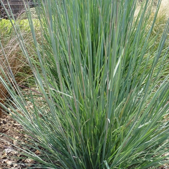 Schizachyrium scoparium - Little Bluestem