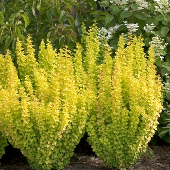Berberis thunbergii - 'Sunjoy Gold Pillar®' Barberry