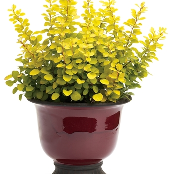 Berberis thunbergii - 'Sunjoy Gold Pillar®' Barberry