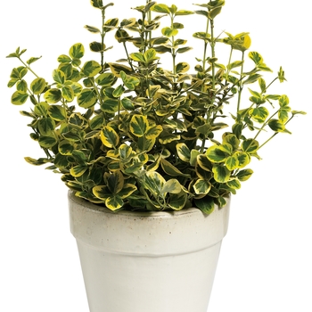 Euonymus fortunei - ''Gold Splash®'' Wintercreeper