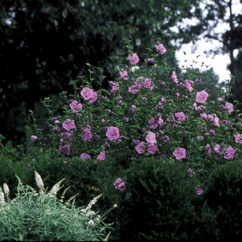 Hibiscus syriacus - ''Lavender Chiffon®'' Rose Of Sharon