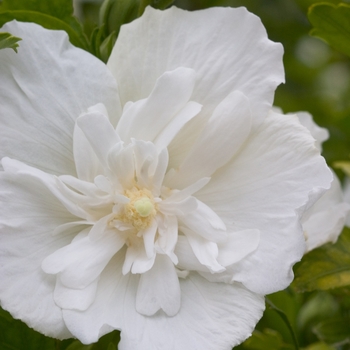 Hibiscus syriacus - ''White Chiffon®'' Rose of Sharon