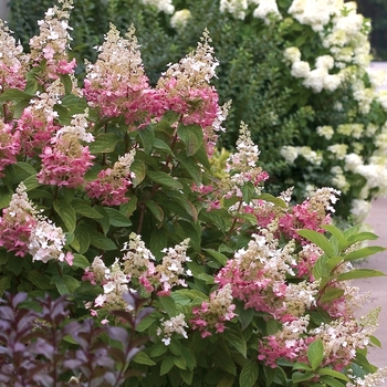 Hydrangea paniculata - 'Pinky Winky®' Panicle Hydrangea