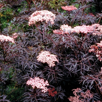 Sambucus nigra - ''Black Lace®'' Elderberry