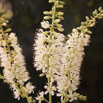 Clethra alnifolia - ''Vanilla Spice®'' Summersweet