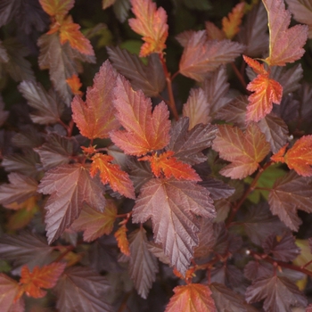 Physocarpus opulifolius - ''Coppertina®'' Ninebark